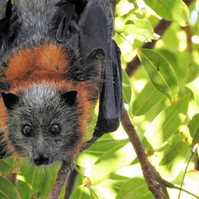 A spectacled flying fox hangs from a branch